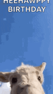 Donkey Huh GIF