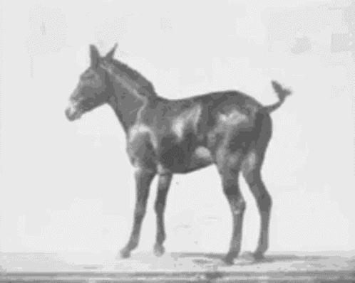Donkey Old Film GIF