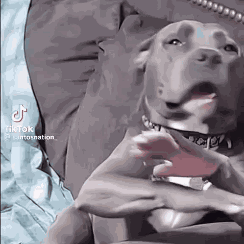 Don'T Grab Me Ai Dog GIF