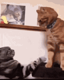 Dont Mess With Me Cat Back Off Cat GIF
