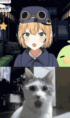 Dooby Cat Wow GIF