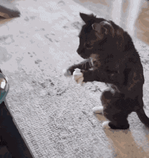 Doomnack Cats GIF