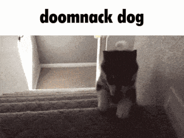 Doomnack Dog GIF