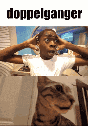 Doppelganger Surprised Cat GIF
