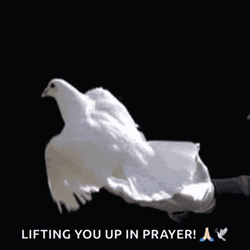 Dove Freedom GIF