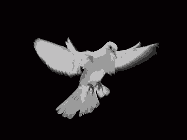 Dove White Dove GIF