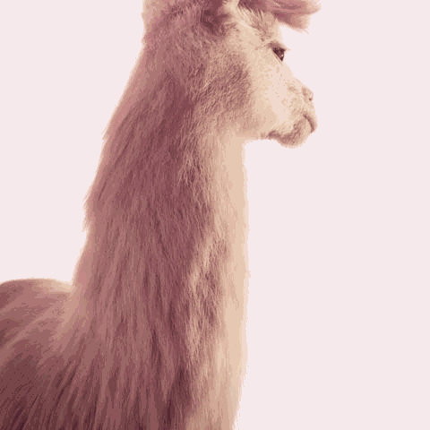 Drama Llama GIF