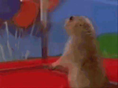 Drama Weasel GIF