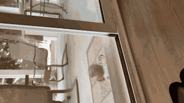 Drapercat Getoffmylawn GIF