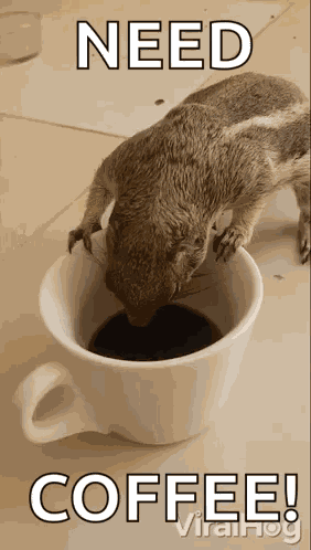 Drinking Coffee Squirrel GIF