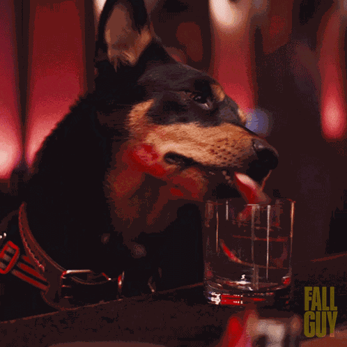 Drinking The Fall Guy GIF