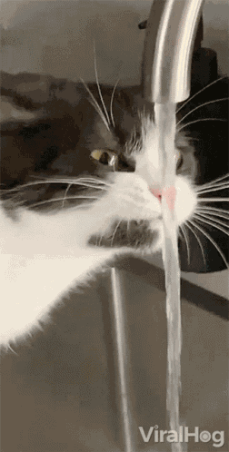 Drinking Water Viralhog GIF