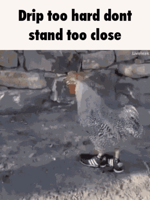 Dripping Cock Chicken Drip GIF