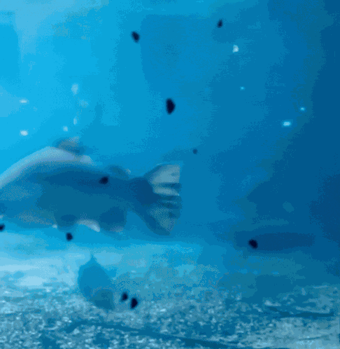 Drive By Swimming GIF