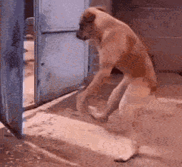Drunk Dog Ai GIF