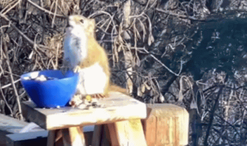Drunk Squirrel Drunk GIF