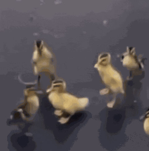 Duck Dance Ducky GIF
