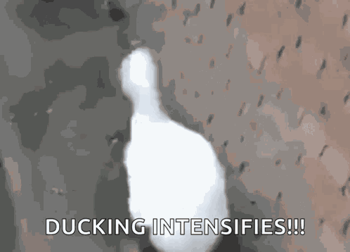Duck Dancing Duck GIF