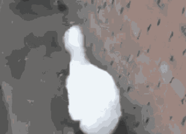 Duck Dancing Duck GIF