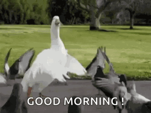 Duck Dancing GIF