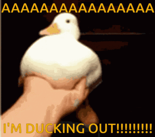 Duck Ducking GIF