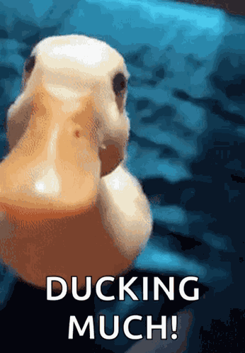 Duck Ducking GIF