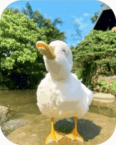 Duck Ducks GIF