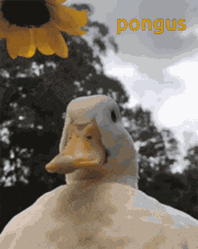 Duck Flower Hat GIF