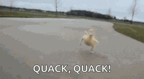 Duck Quack GIF