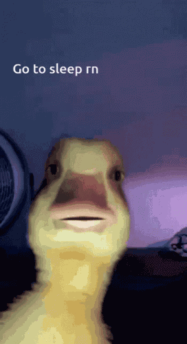 Duck Sleep GIF