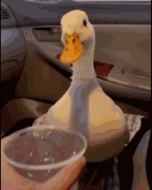 Duck Water GIF