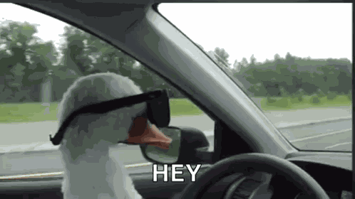 Duck With GIF