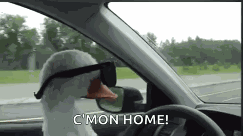 Duck With GIF