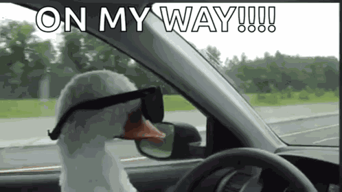 Duck With GIF