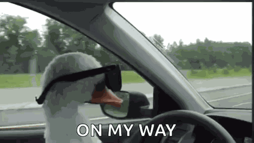 Duck With GIF