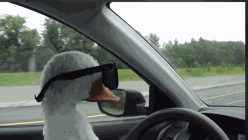 Duck With GIF