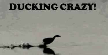 Ducking Crazy - Ducking GIF