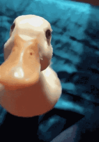 Ducking GIF
