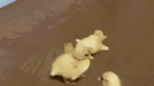 Ducking GIF
