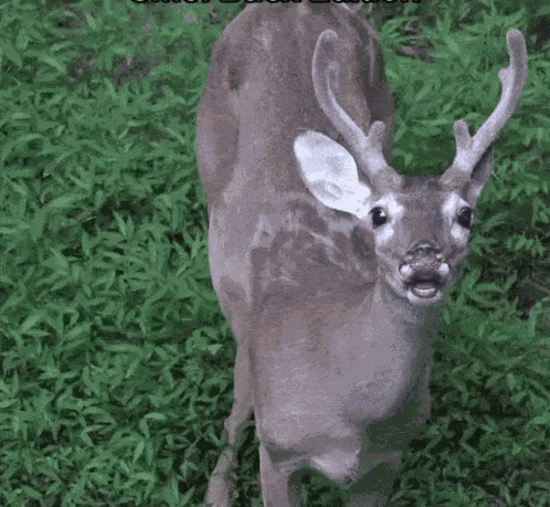 Dyyrlysh Deer GIF