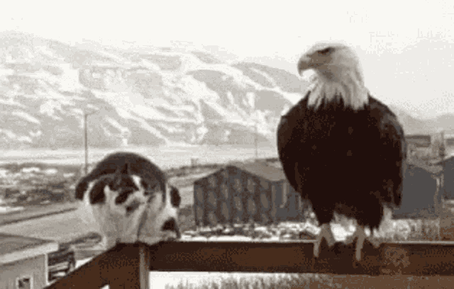 Eagle Cat GIF