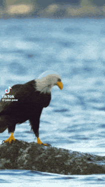 Eagle Crab GIF