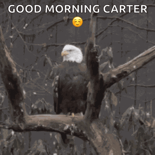 Eagle GIF
