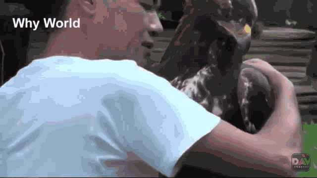 Eagle Hug GIF