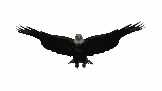 Eagle Soar GIF