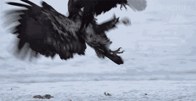 Eagles Fighting Eagle Fight GIF