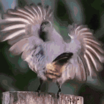 Eagles Win Dance GIF