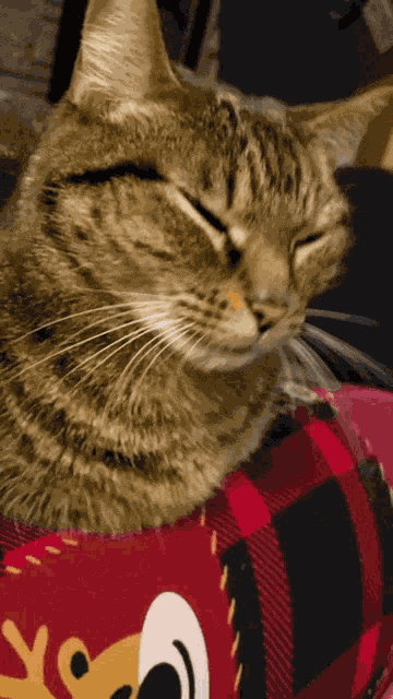 Earthquake Shake GIF