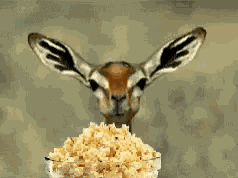 Easter Doe Eating GIF