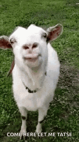 Eat Out Eating Out GIF
